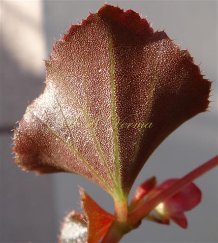  Leaf Margin (Abaxial view)